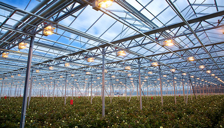 greenhouse
