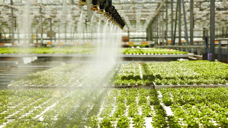 Plants being grown indoors with LED lighting