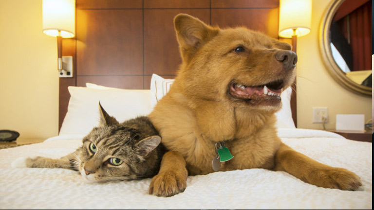 cat and dog together on bed